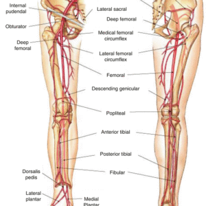 LOWER LIMB NOTES