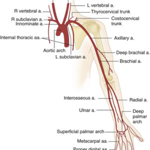 UPPER LIMB NOTES
