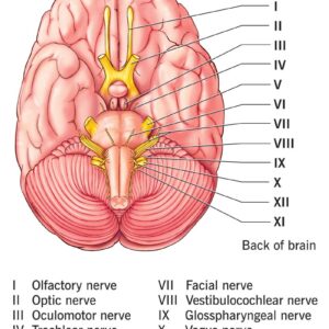 CRANIAL NERVES NOTES