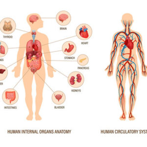 General Anatomy (Bones, Joints & Cardiovascular System) Notes